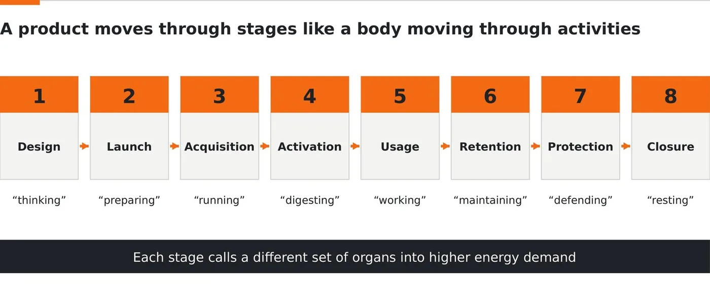 A product lifecycle as a sequence of body activities